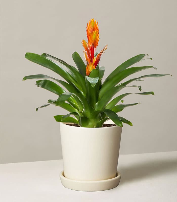 Plant collection specimen 2