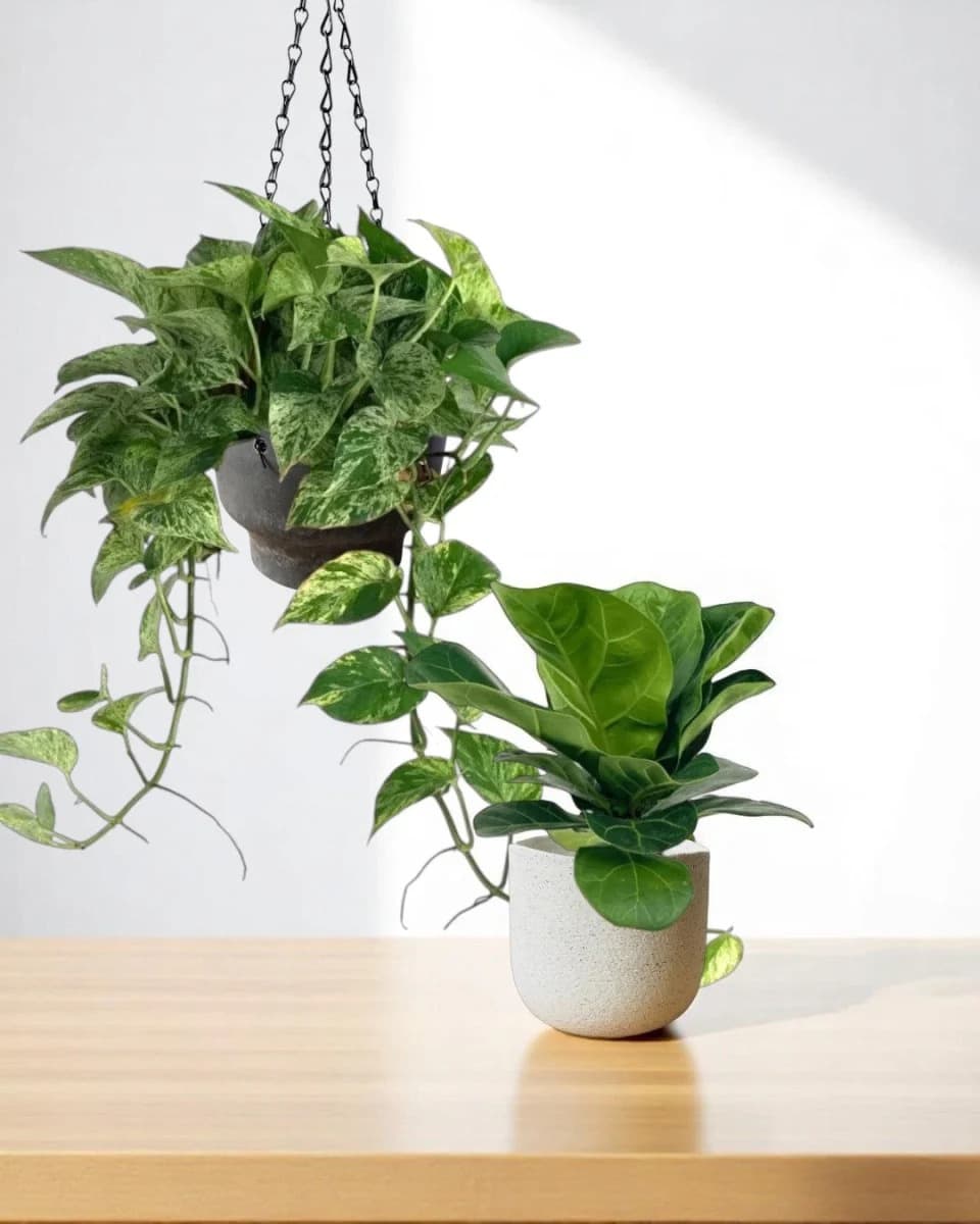 Plant collection specimen 11