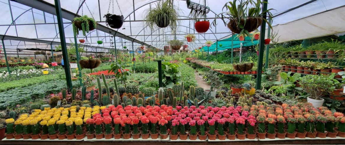 The greenhouse