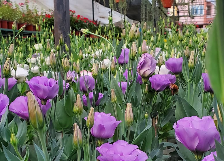 In bloom
