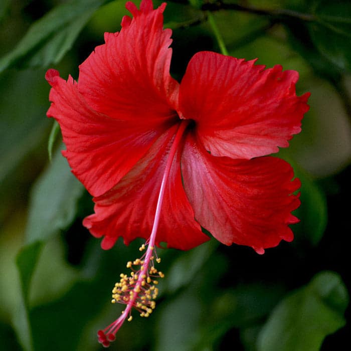 Hibiscus