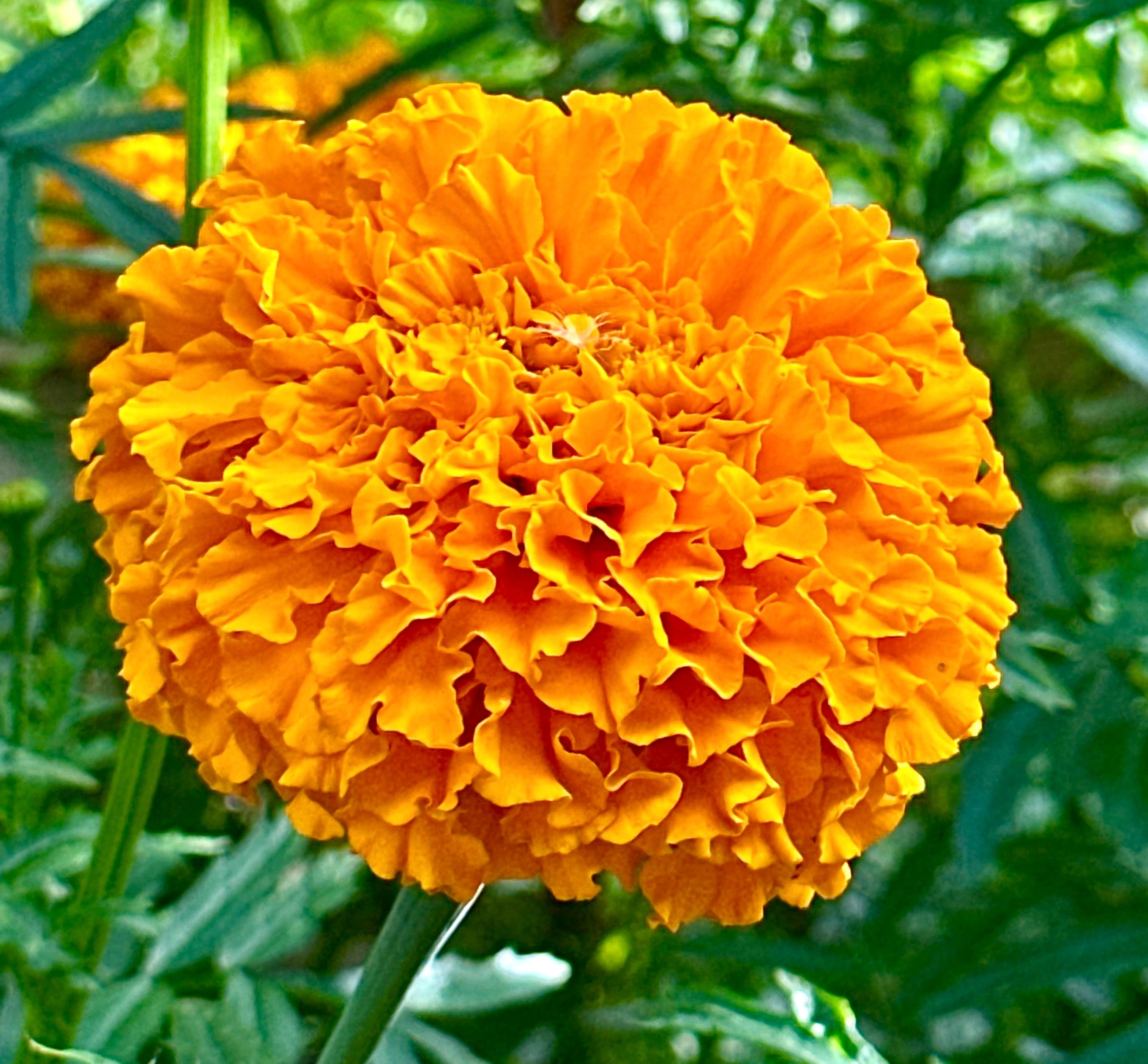 Marigold