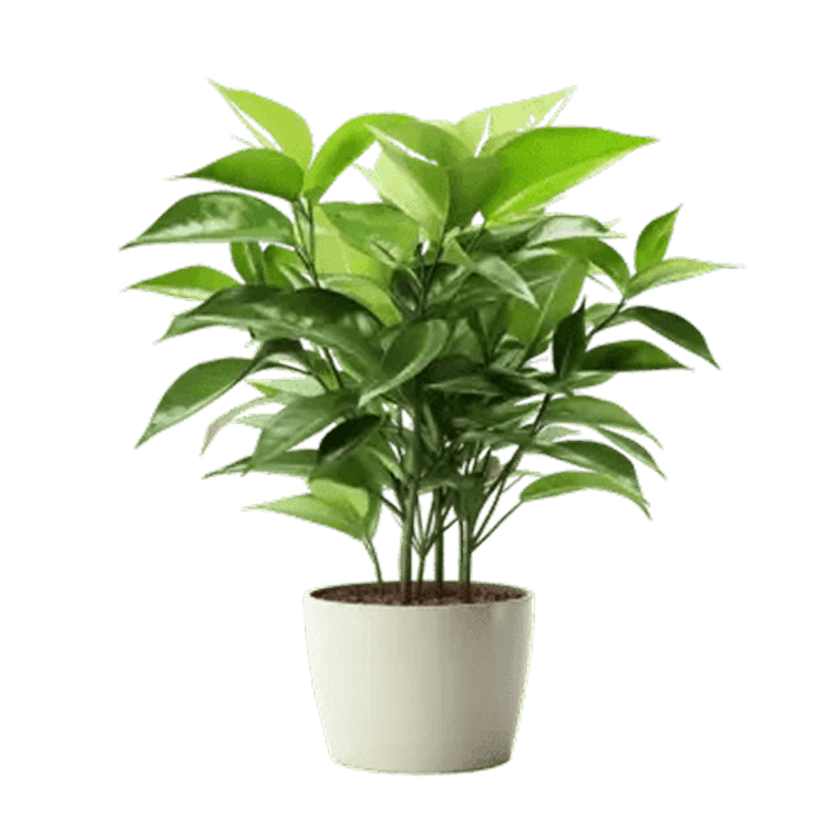 Red Poinsettia: 4 Pack